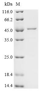 ATPase family AAA domain-containing protein 3C (ATAD3C), recombinant human