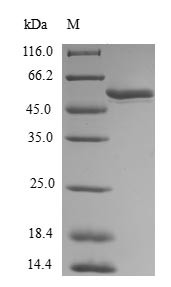 Homeobox protein MOX-1 (MEOX1), human, recombinant