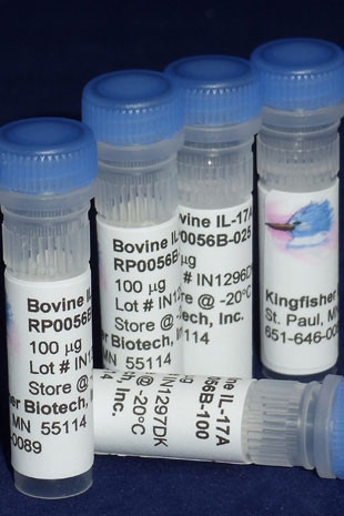 Interleukin-17, bovine recombinant (rbIL-17)