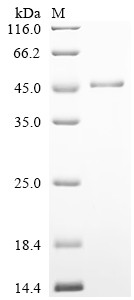 Serpin H1 (SERPINH1), human, recombinant