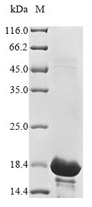 Protein A33 (A33R), partial, Vaccinia virus, recombinant