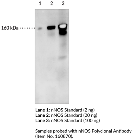 nNOS Electrophoresis Standard