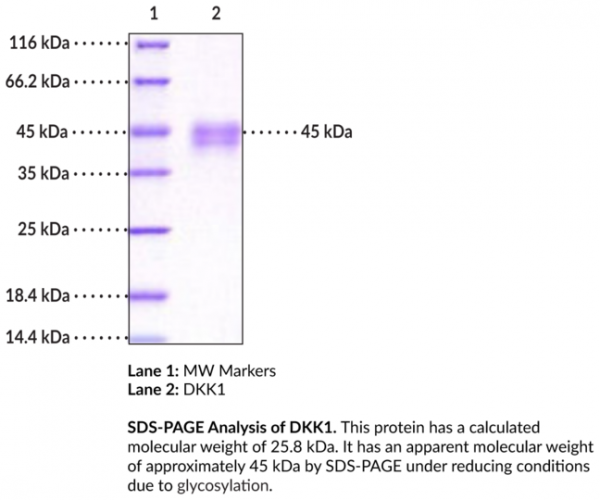 DKK1 (human, recombinant)