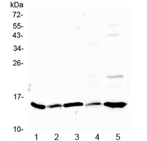 Anti-Galectin 1