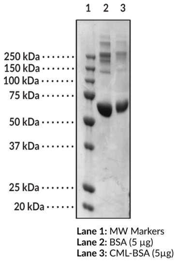 CML-BSA