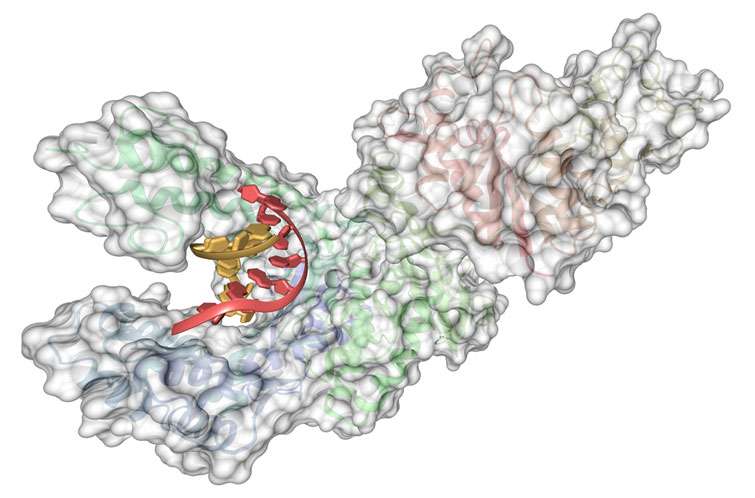 Die Entdeckung von Thermus aquaticus Biomol Blog Ressourcen