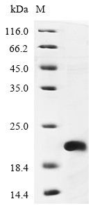 5-Hydroxytryptamine receptor 1D (HTR1D), partial, human, recombinant