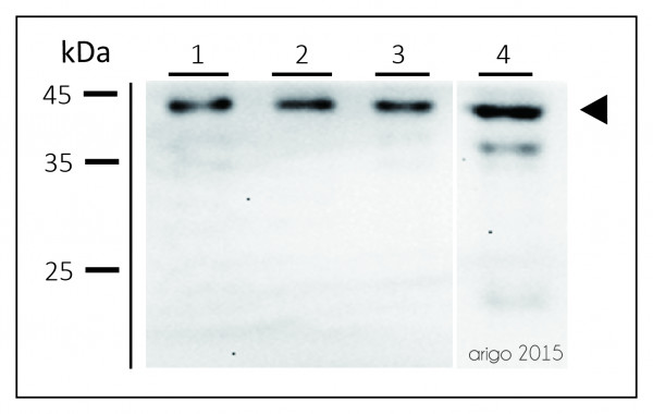 Anti-CREB, clone 1335CT115.203.189