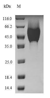 Gamma-hemolysin component C (hlgC), Staphylococcus aureus, recombinant