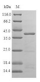 Iron-sulfur cluster assembly enzyme ISCU, mitochondrial (ISCU), human, recombinant