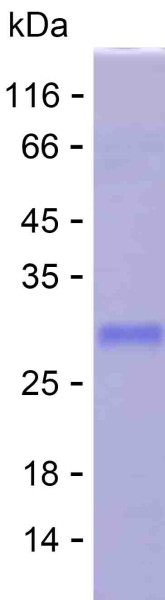 Recombinant Human NUDT16L1 Protein