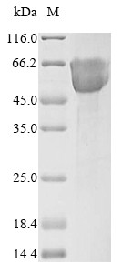 Mucosal addressin cell adhesion molecule 1 (MADCAM1), partial, human, recombinant
