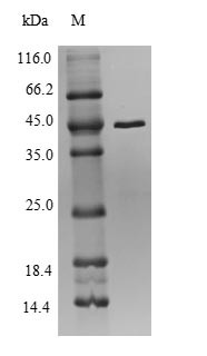 50S ribosomal protein L22 (rplV), Anaplasma phagocytophilum, recombinant