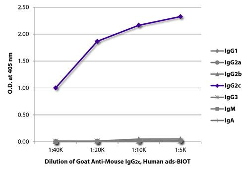 Anti-Mouse IgG2c (Biotin), pre-adsorbed [Goat]