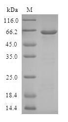 Aldo-keto reductase family 1 member C4 (AKR1C4), human, recombinant