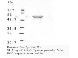 Anti-Cyclin B1