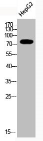 Anti-Acetyl-UBA52/RPS27A/UBB/UBC (K29)