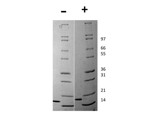 Flt-3 Ligand