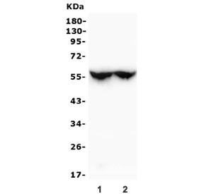 Anti-CYP2C19