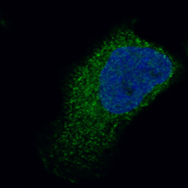 Anti-TNNT2, clone CL13403