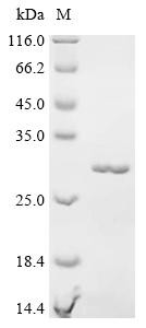 Myosin regulatory light chain 2, ventricular/cardiac muscle isoform (Myl2), mouse, recombinant