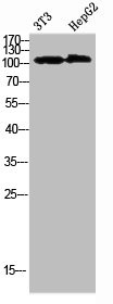 Anti-COL28A1