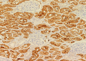Anti-SSEA1/FUT4 Monoclonal Antibody