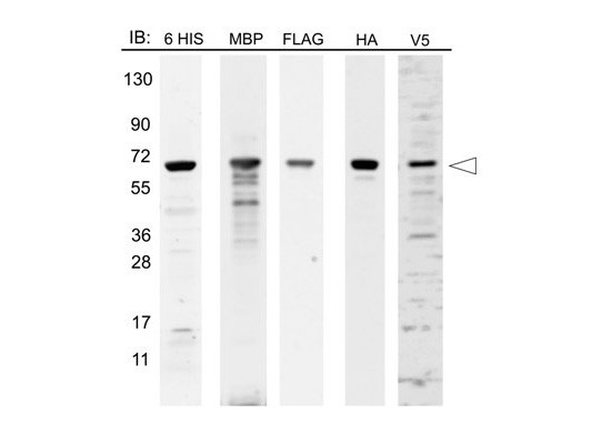 12-Epitope Tag Protein Marker Lysate