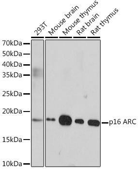 Anti-p16-ARC/ARC16/ARPC5