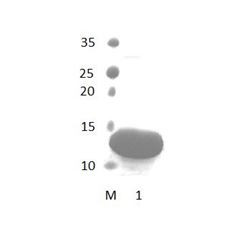 MAGI1_5 PDZ Domain