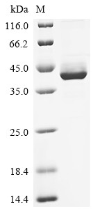 Lymphocyte antigen 6 complex locus protein G6d (LY6G6D), partial, human, recombinant