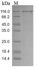 Vacuolar protein sorting-associated protein 35 (VPS35), human, recombinant