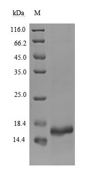 Novel Coronavirus Non-structural protein 8 (ns8), human, recombinant