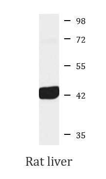 Anti-Nodal