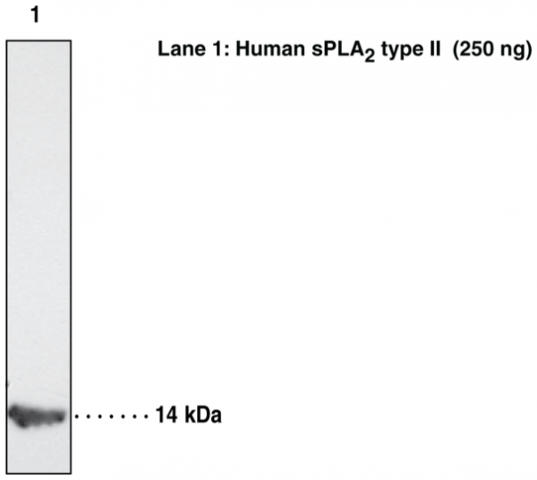 Anti-sPLA2 (human Type IIA) (Clone SCACC353)