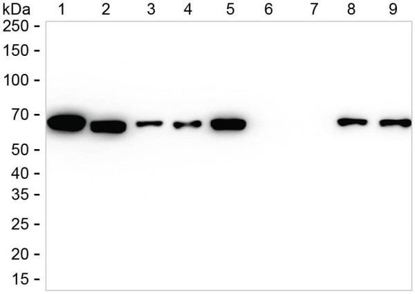 Anti-VANGL1