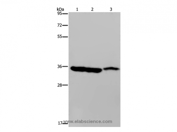 Anti-MDH1