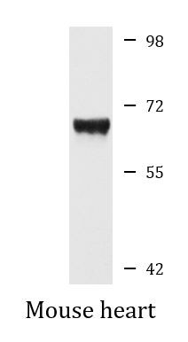 Anti-ATAD3B