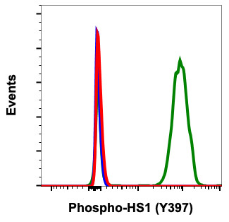 Anti-phospho-HS1 (Tyr397) (Clone: F12) rabbit mAb