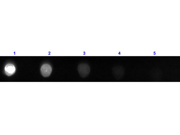 Anti-Bovine IgG [H&amp;L] [Rabbit] Fluorescein conjugated F(ab&#039;)2 fragment