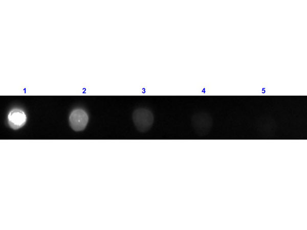 Anti-Bovine IgG [H&amp;L] [Rabbit] Fluorescein conjugated F(ab')2 fragment