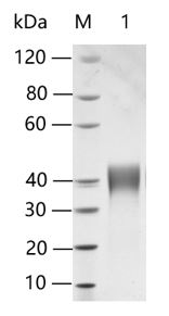 Mesothelin, His, Human