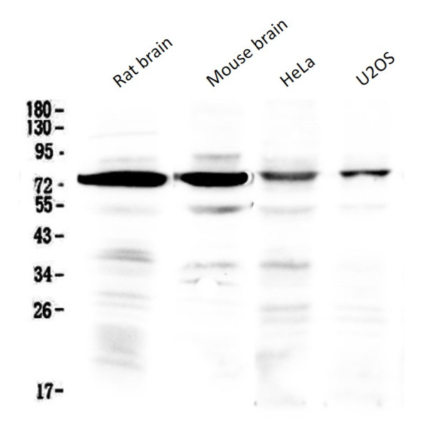 Anti-IBSP / Bone Sialoprotein