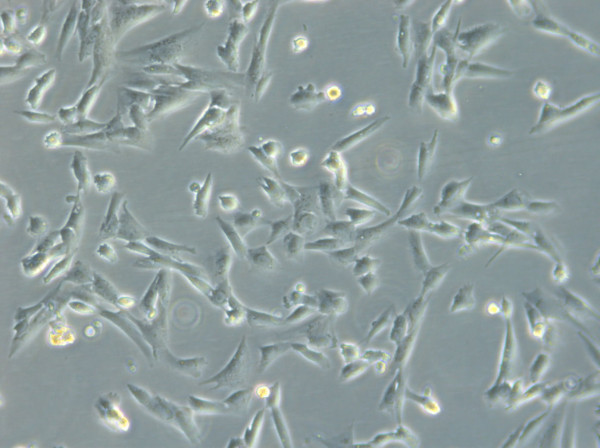 HROG63 Cells