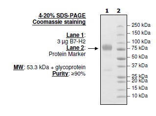 B7-H2 (CD275, ICOSL), Fc fusion