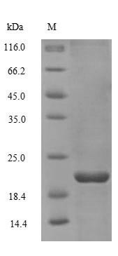 Non-secretory ribonuclease (RNASE2), human, recombinant