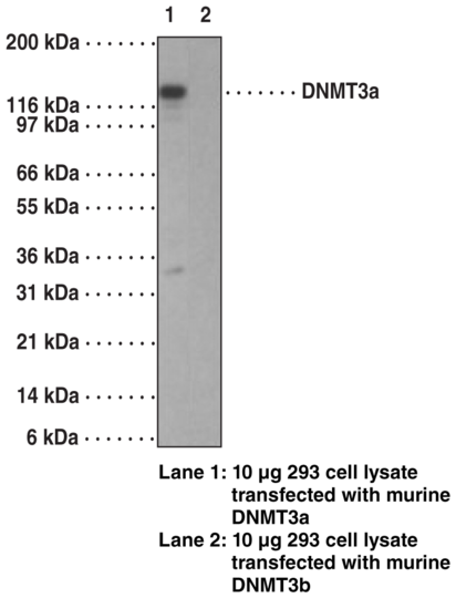 Anti-DNA Methyltransferase 3a (Clone 64B1446)