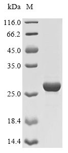 Erythropoietin receptor (EPOR), partial, dog, recombinant