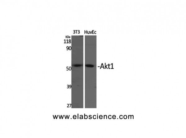 Anti-Akt1