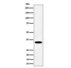 Anti-PPCS / Phosphopantothenoylcysteine synthetase (recombinant antibody), clone 29P15